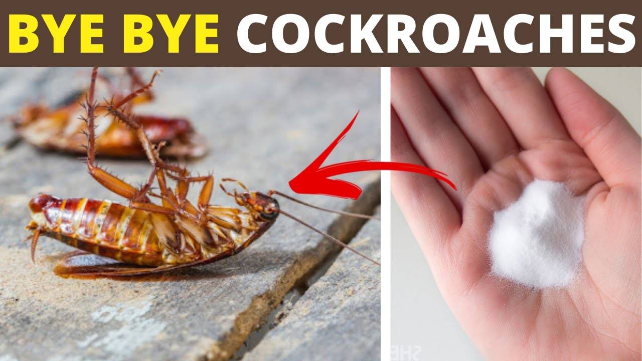 Natural Home Remedies For Getting Rid Of Roaches