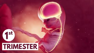 First Trimester | 3D Animated Pregnancy Guide