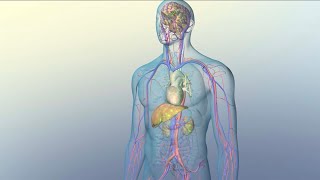 How Medications Reach Their Target Sites Within Your Body