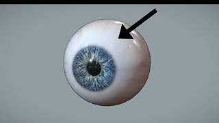 The most Working Of Human Eyes | Structure And WorkingFunction Of Human Eyes @dr.paulinemoyaert