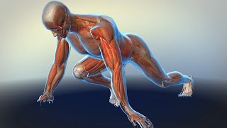 How Your Muscles Work