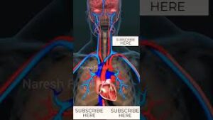 How Our Heart Works #shorts #youtubeshorts #youtubevideo #shortfeed #health