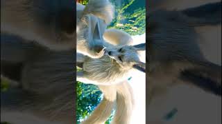 4k nature video ultra HD, 4k nature #video #shorts #youtubeshortsfeed