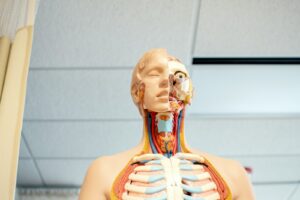 stronger bones. human anatomy figure below white wooden ceiling