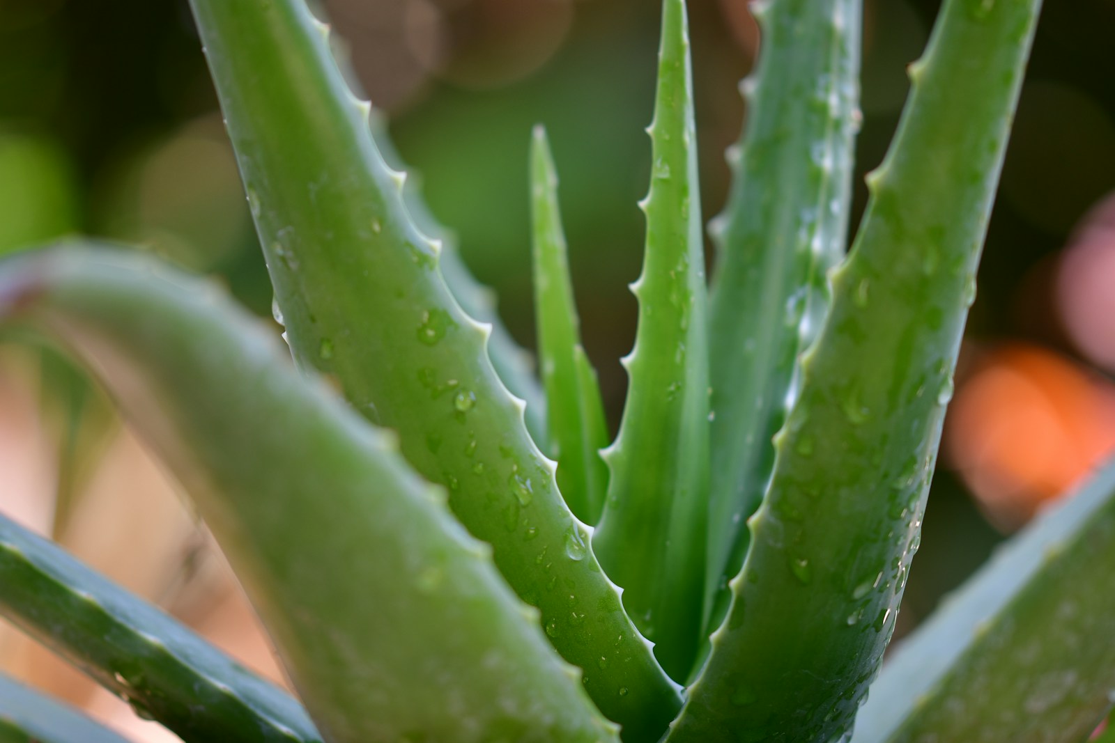 fresh aloe vera for skin